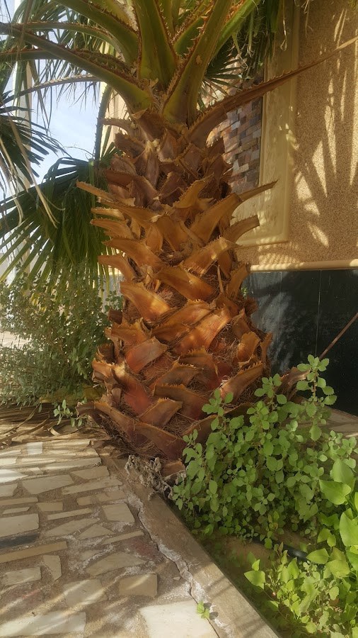 استراحة البراهيم