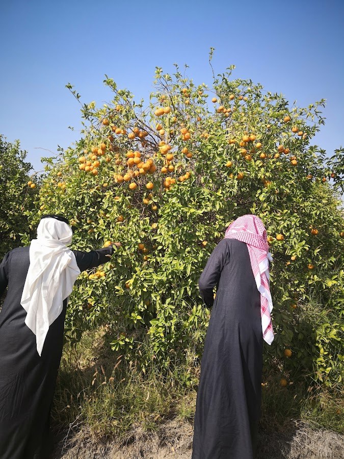استراحة المزرعة