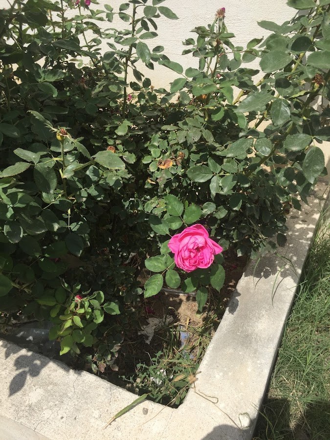 استراحة ابوعيد